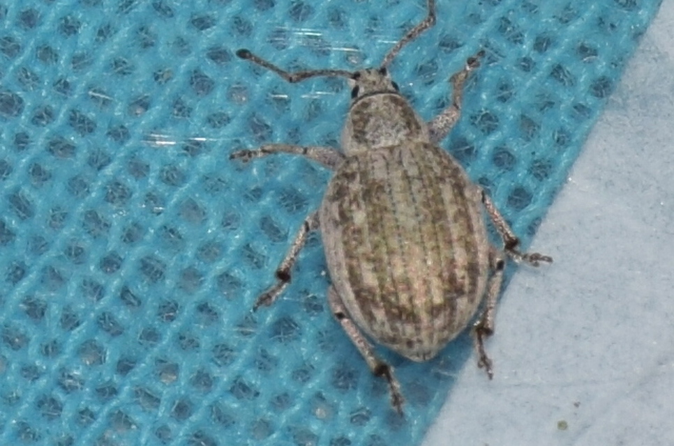 Peritelus familiaris - nagy kendermagbogár
