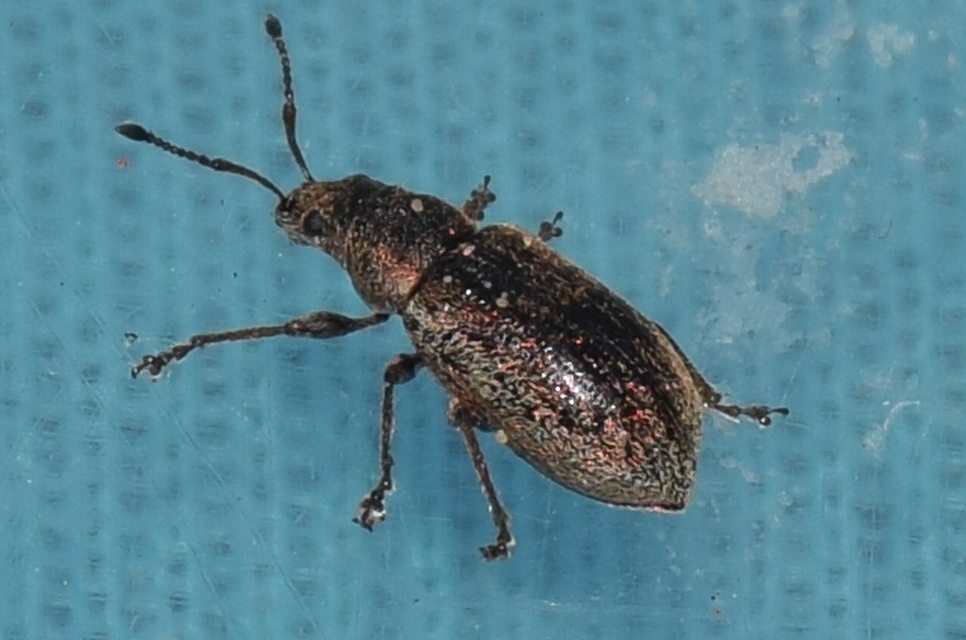 Phyllobius pyri - gyümölcsfa-levélormányos