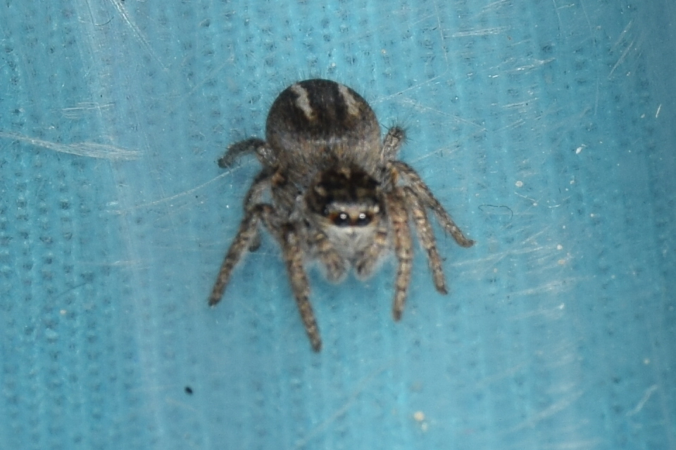Philaeus chrysops - piros ugrópók