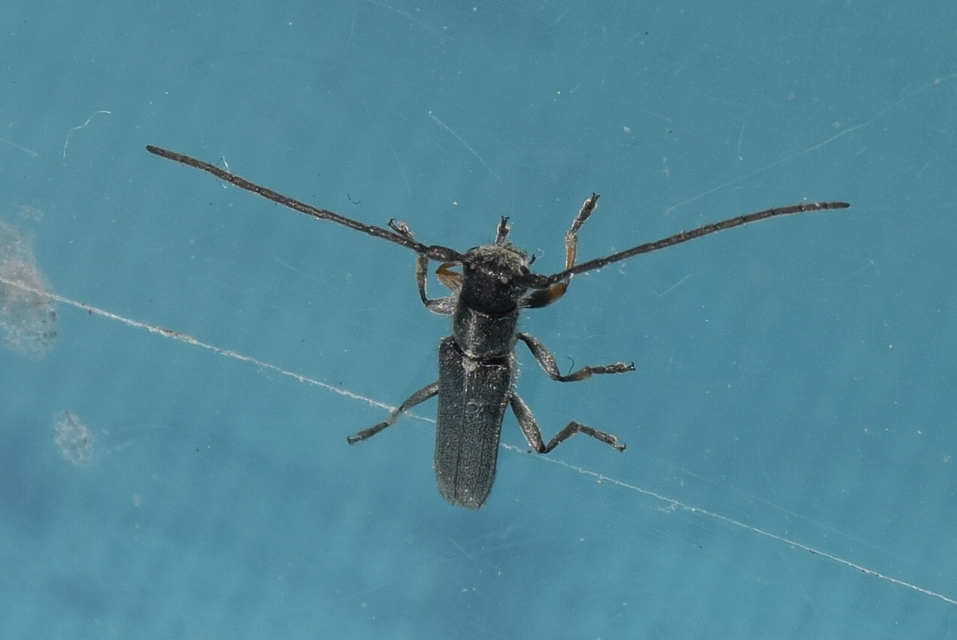 Phytoecia cylindrica - medvelapucincér