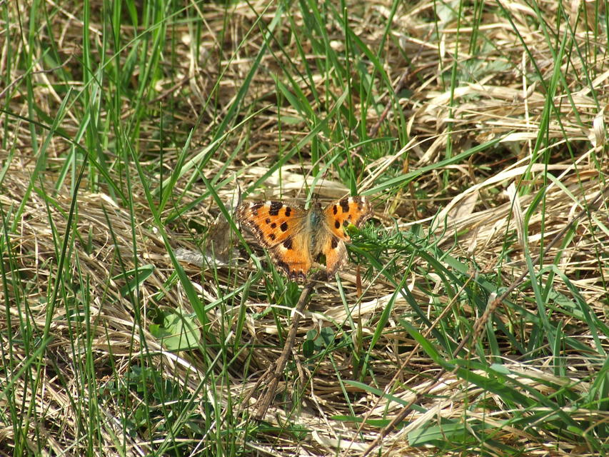 Nymphalis polychloros - nagy rókalepke
