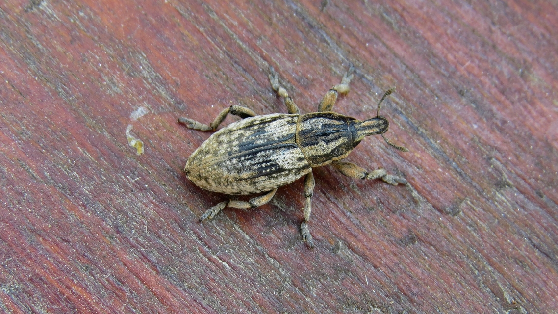 Pseudocleonus cinereus - hamvas barkó