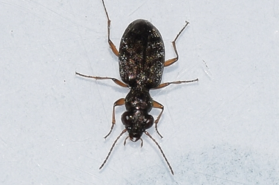 Asaphidion flavipes - közönséges sárfutó