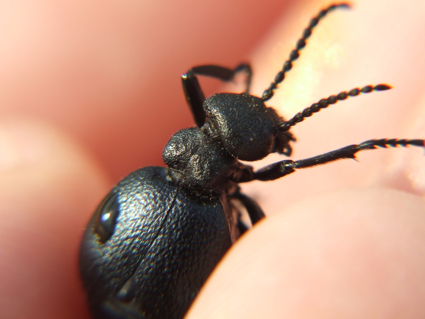 Meloe scabriusculus - érdes nünüke