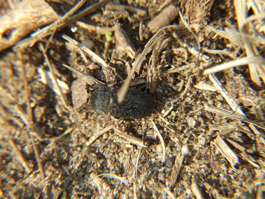 Dermestes laniarius - gyászos porva Dermestes laniarius - gyászos porva
