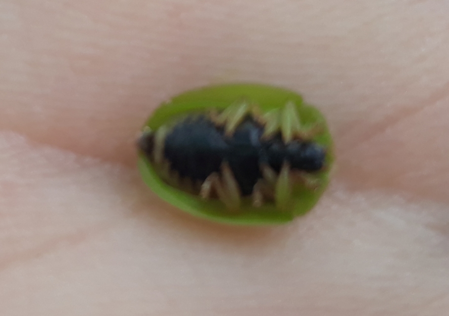 Cassida viridis - zöld pajzsbogár Cassida viridis - zöld pajzsbogár