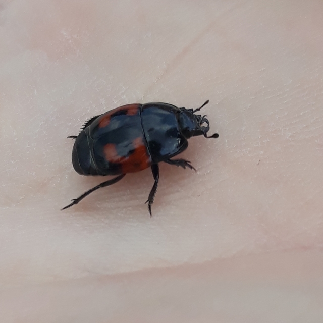 Hister quadrimaculatus - közönséges sutabogár