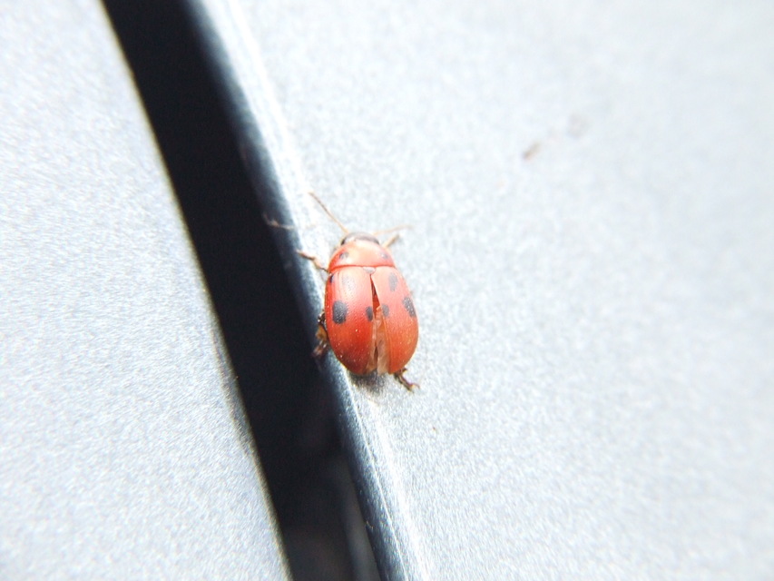 Gonioctena fornicata - közönséges lucernabogár