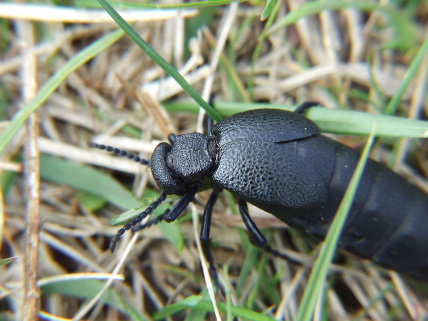 Meloe cicatricosus - óriásnünüke