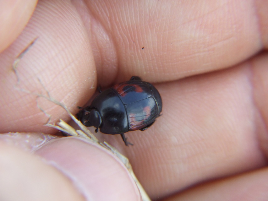 Hister quadrimaculatus - közönséges sutabogár