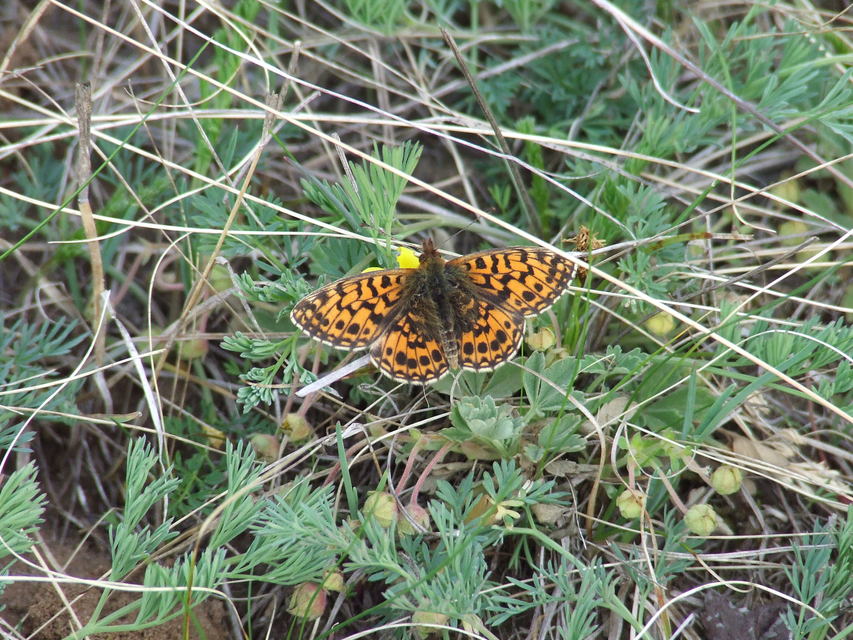 Boloria dia - kis gyöngyházlepke