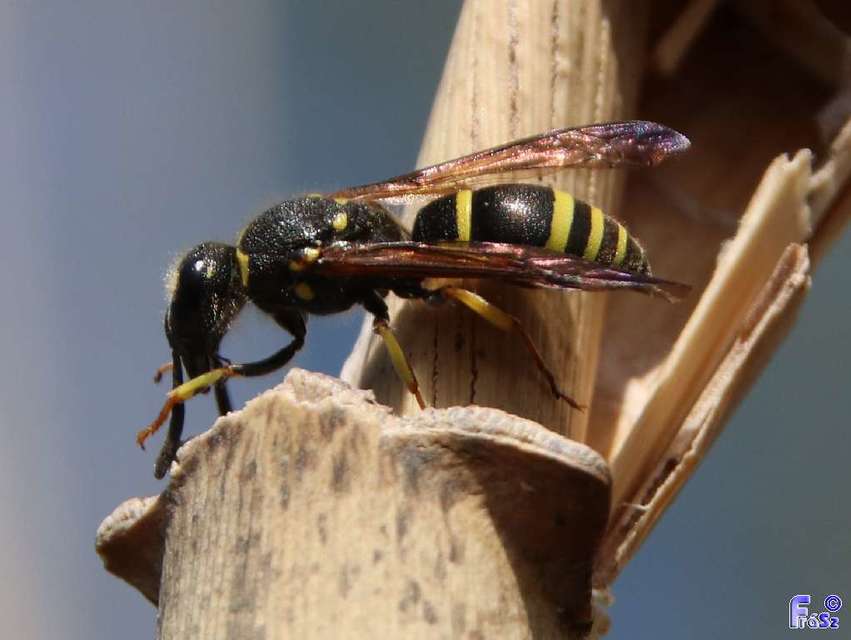 Ancistrocerus