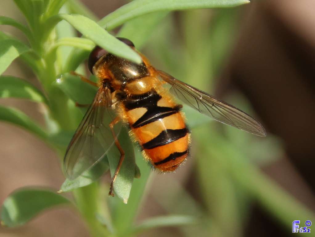 Epistrophe melanostoma - feketeszájú rétizengőlégy