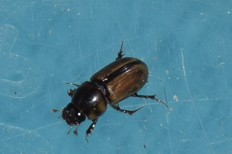 Aphodius lividus - turjáni trágyabogár