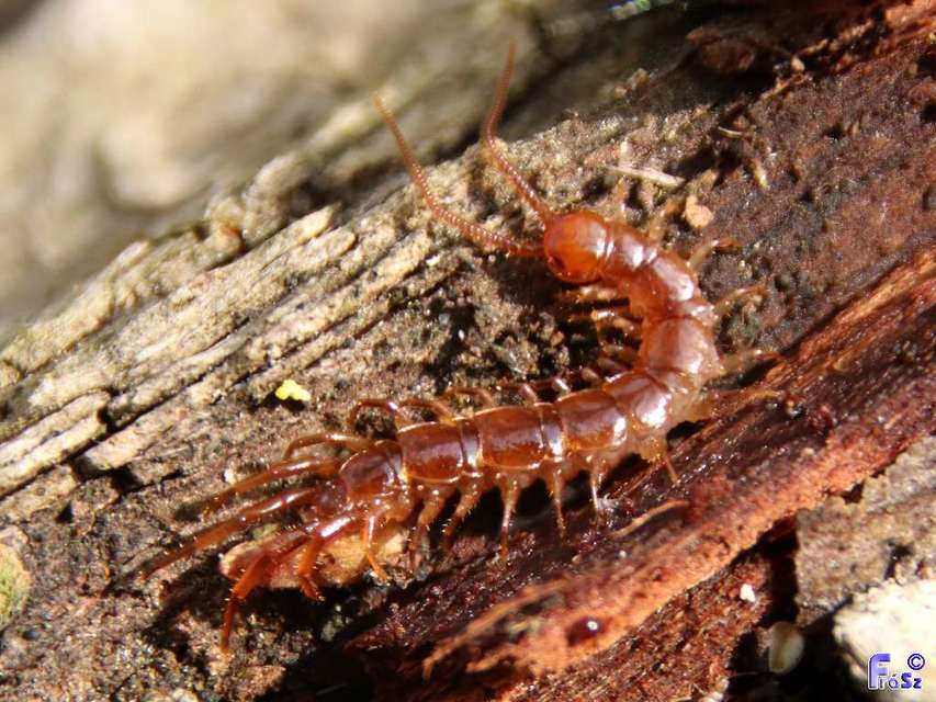Lithobiidae