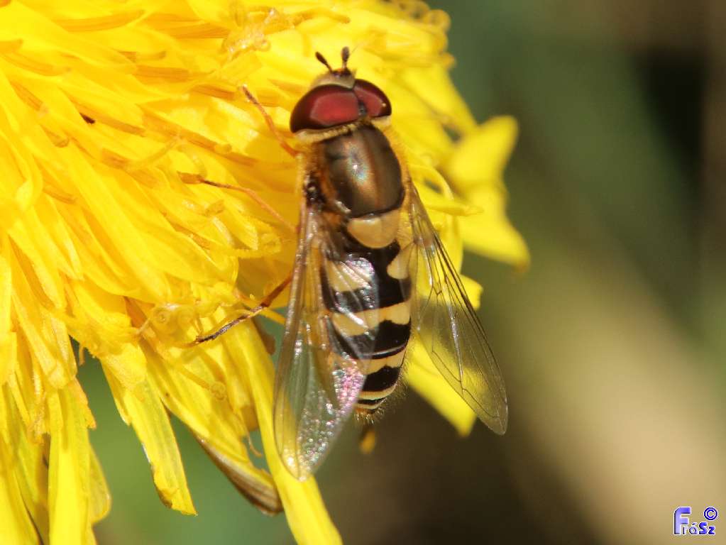Epistrophe diaphana - sárgalábú rétizengőlégy