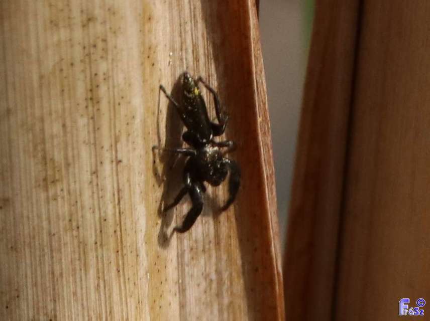 Mendoza canestrinii - mediterrán nádiugrópók