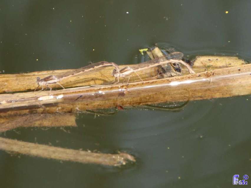Sympecma fusca - téli rablószitakötő