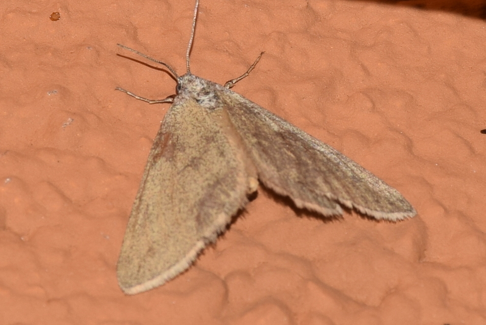 Lithostege griseata - szürke araszoló