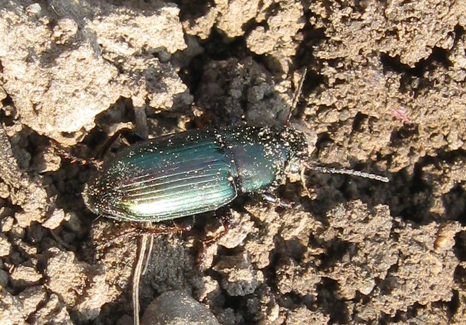 Harpalus distinguendus - mezei lomhafutó