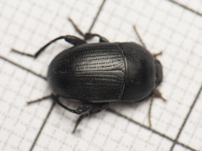 Pedinus femoralis - gyökérrágó gyászbogár