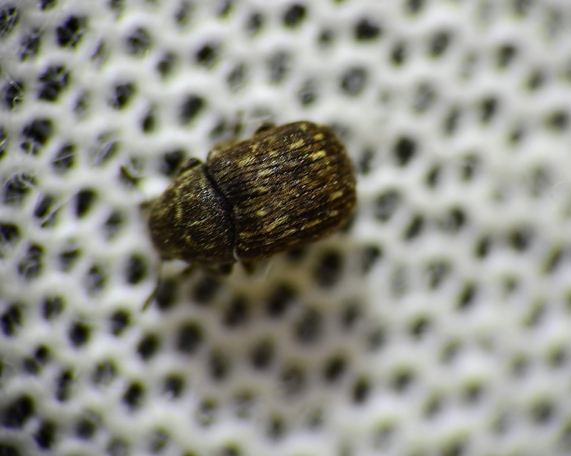 Anthribus nebulosus - ködfoltos pajzstetvész-orrosbogár