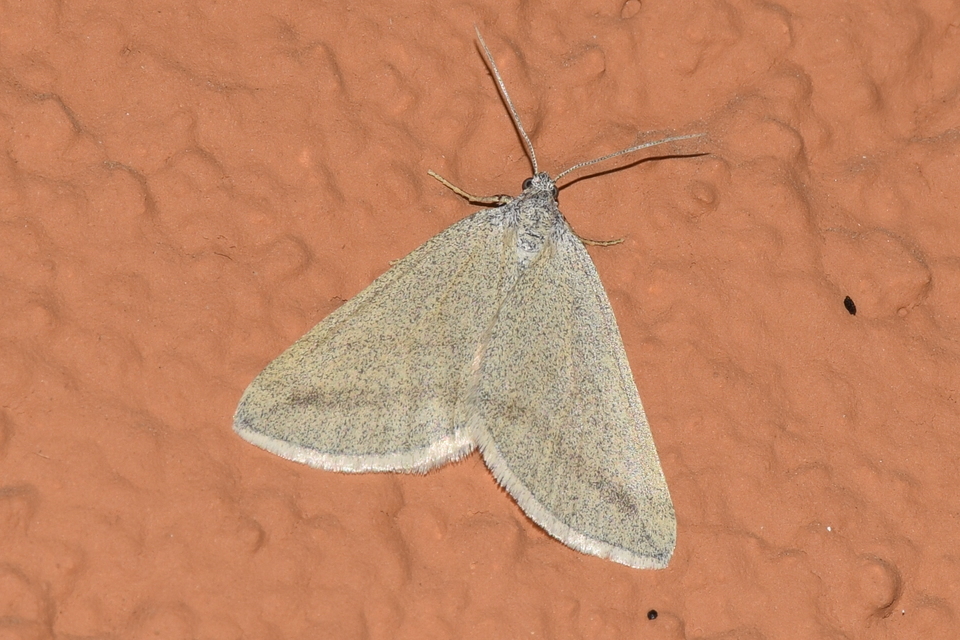 Lithostege griseata - szürke araszoló