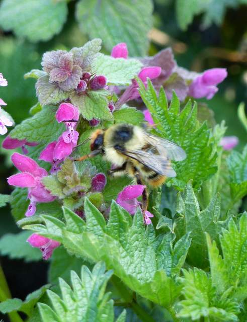 Bombus sylvarum - erdei poszméh