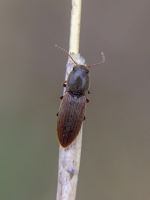 Agriotes sputator - réti pattanó
