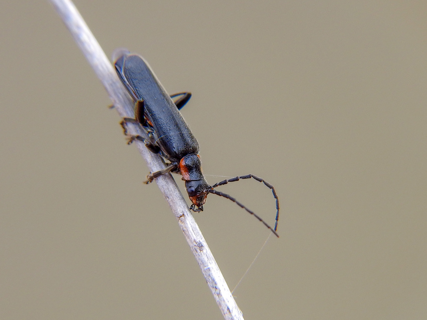 Cantharidae - lágybogárfélék
