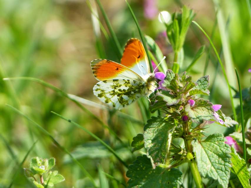 Anthocharis cardamines - hajnalpírlepke
