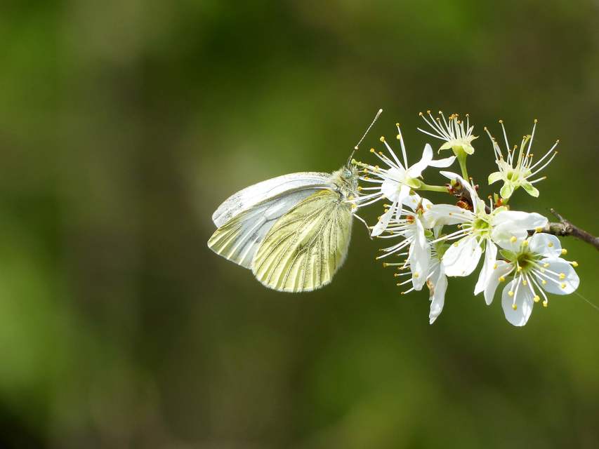 Pieris napi - repcelepke