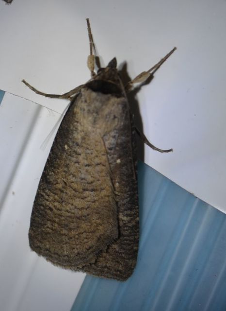 Lygephila procax - fekete csüdfűbagoly