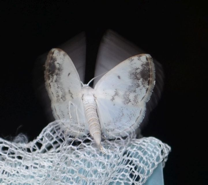 Lomographa temerata - foltos fehéraraszoló