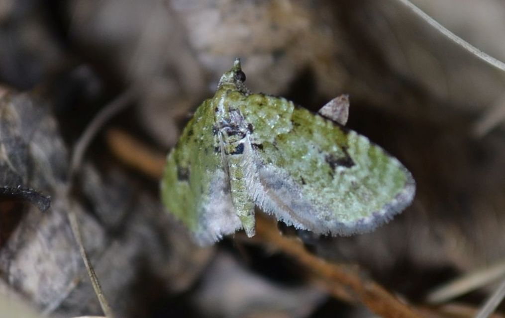 Chloroclystis v-ata - zöldes törpearaszoló