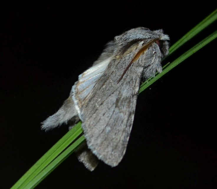 Dicranura ulmi - szilfa-púposszövő