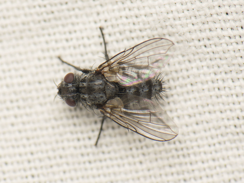 Tachinidae - fürkészlegyek
