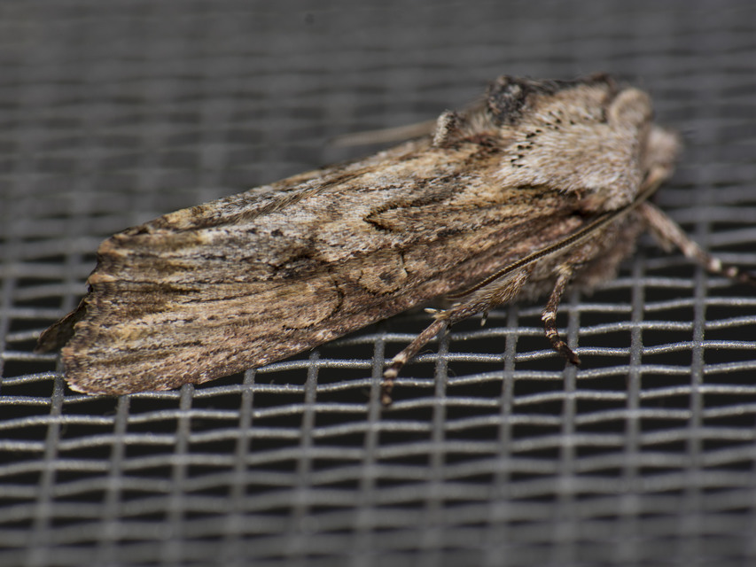 Egira conspicillaris - változékony szürkebagoly