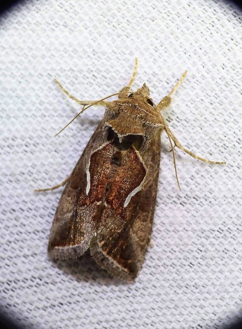 Macdunnoughia confusa - cseppfoltos ezüstbagoly