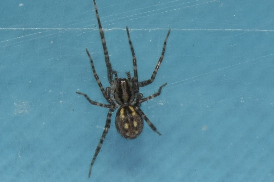 Tegenaria silvestris - erdei zugpók