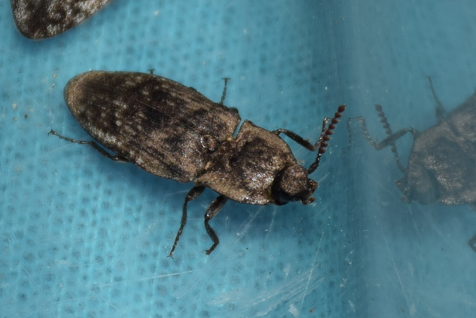 Agrypnus murinus - egérszínű pikkelyespattanó