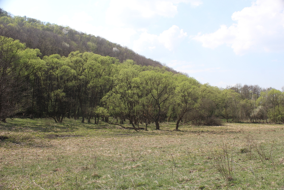 Hypoxystis pluviaria - hegyesszárnyú lápiaraszoló