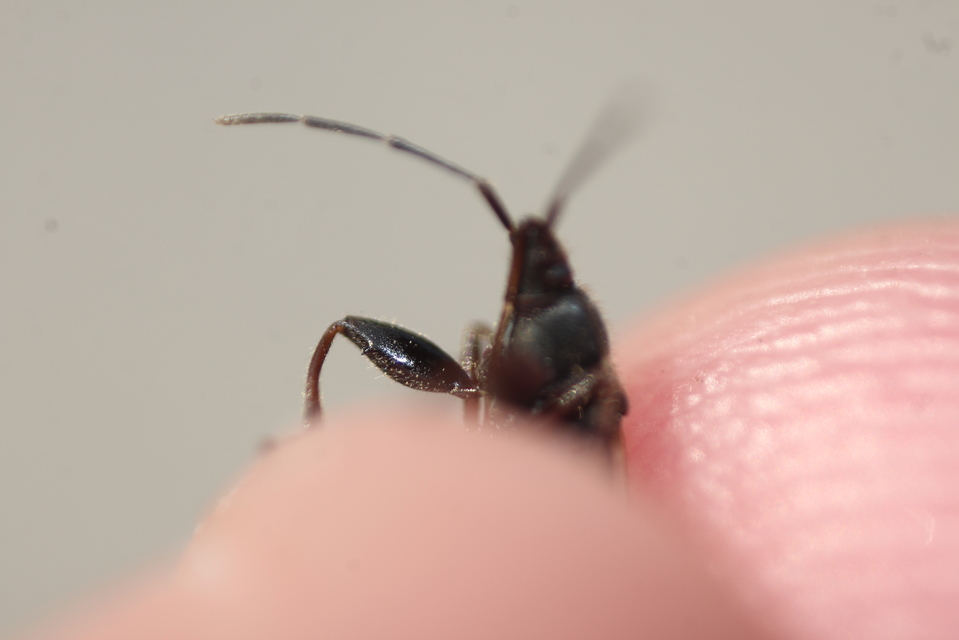 Eremocoris podagricus - gyakori avarbodobács