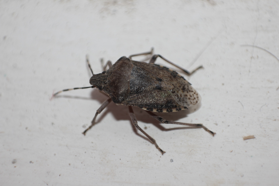 Rhaphigaster nebulosa - bencepoloska