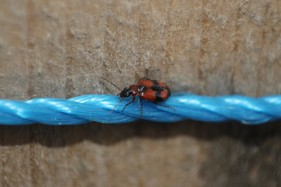 Lebia cruxminor - keresztes cserjefutó