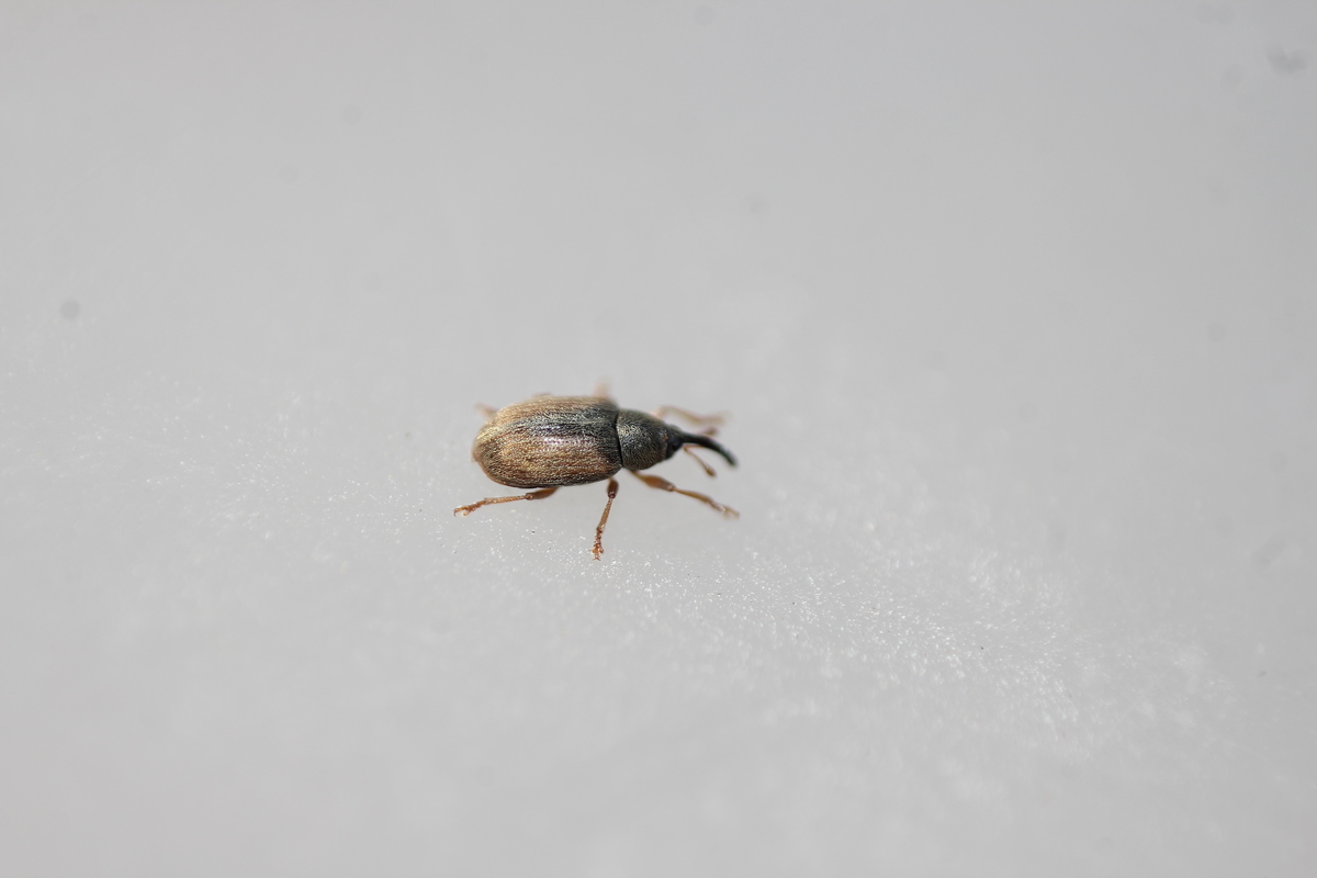 Acalyptus carpini - selymes gyertyánormányos