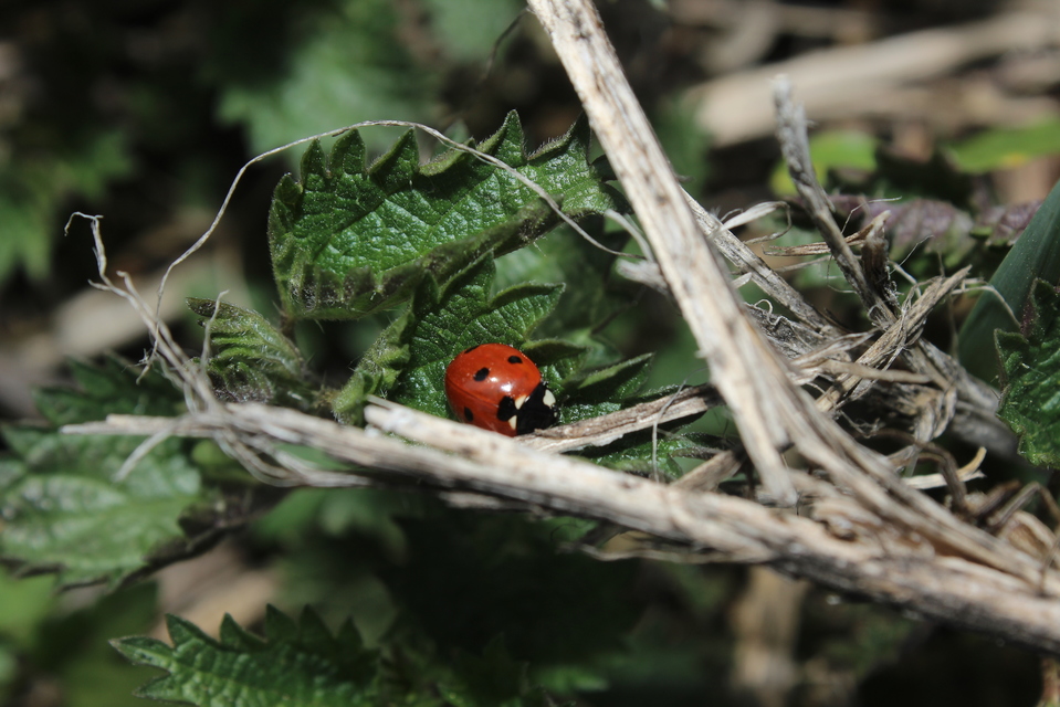 Coccinella septempunctata - hétpettyes katica