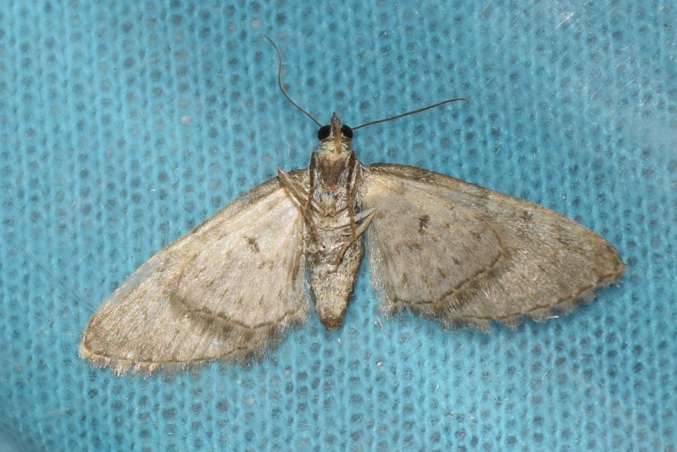 Eupithecia abbreviata - korai törpearaszoló