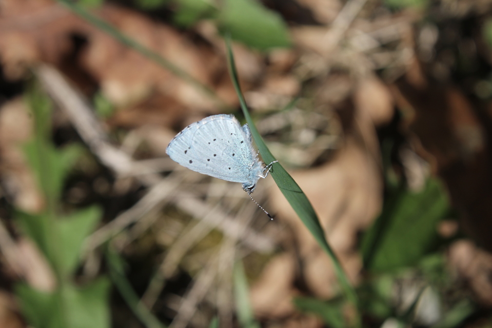 Celastrina argiolus - bengeboglárka