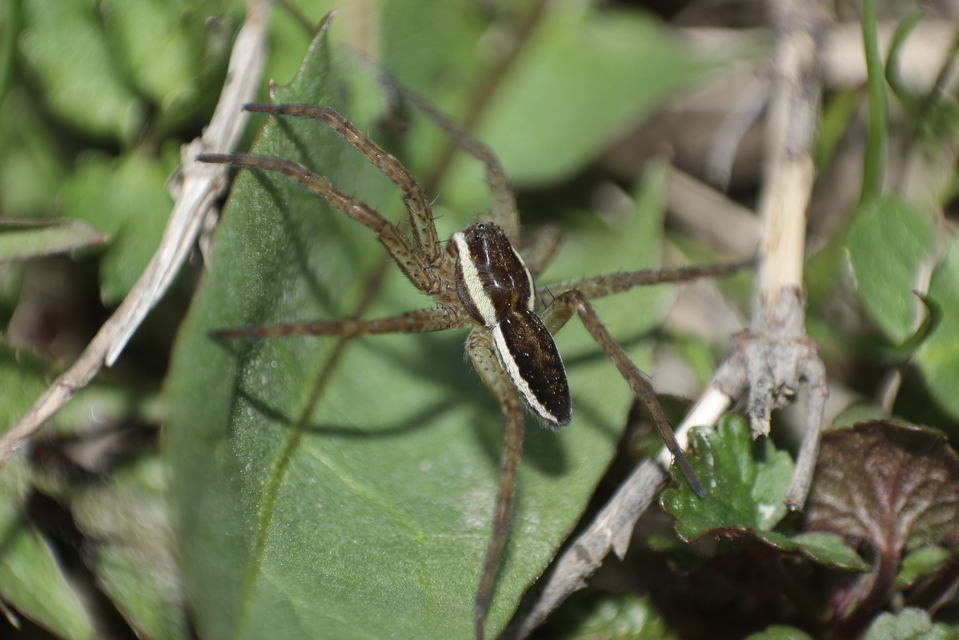 Dolomedes fimbriatus - szegélyes vidrapók